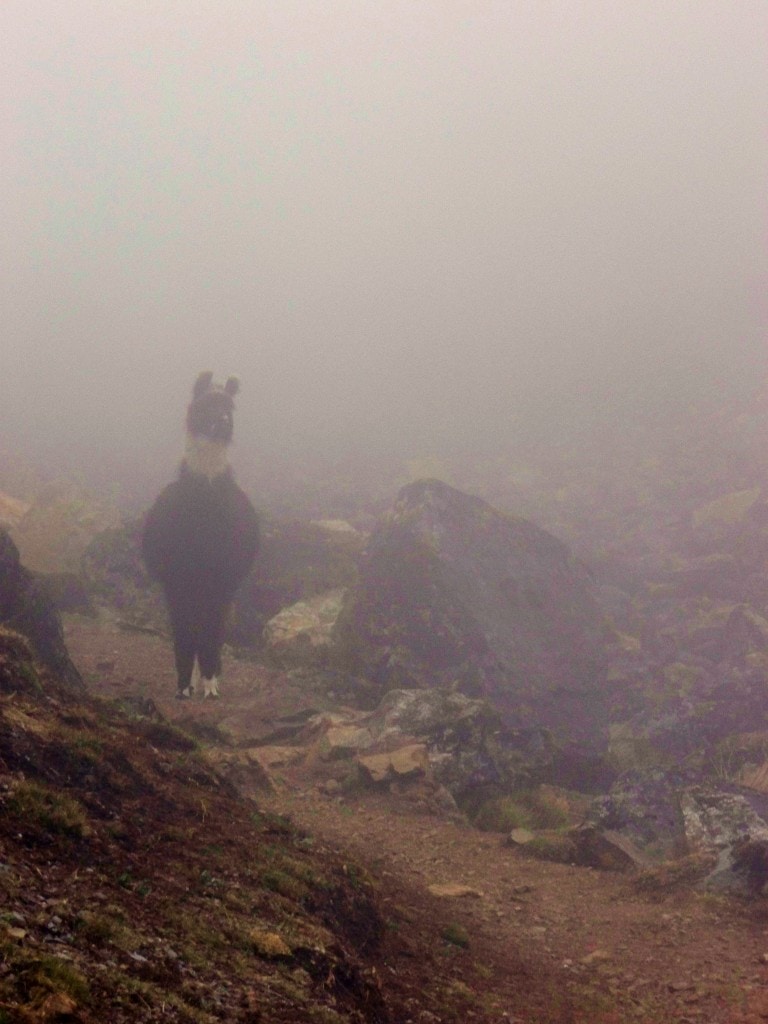 As we took a break in the clouds, a llama came racing down through the fog towards us... Luckily I managed to get this shot, which I think it quite eerie. 