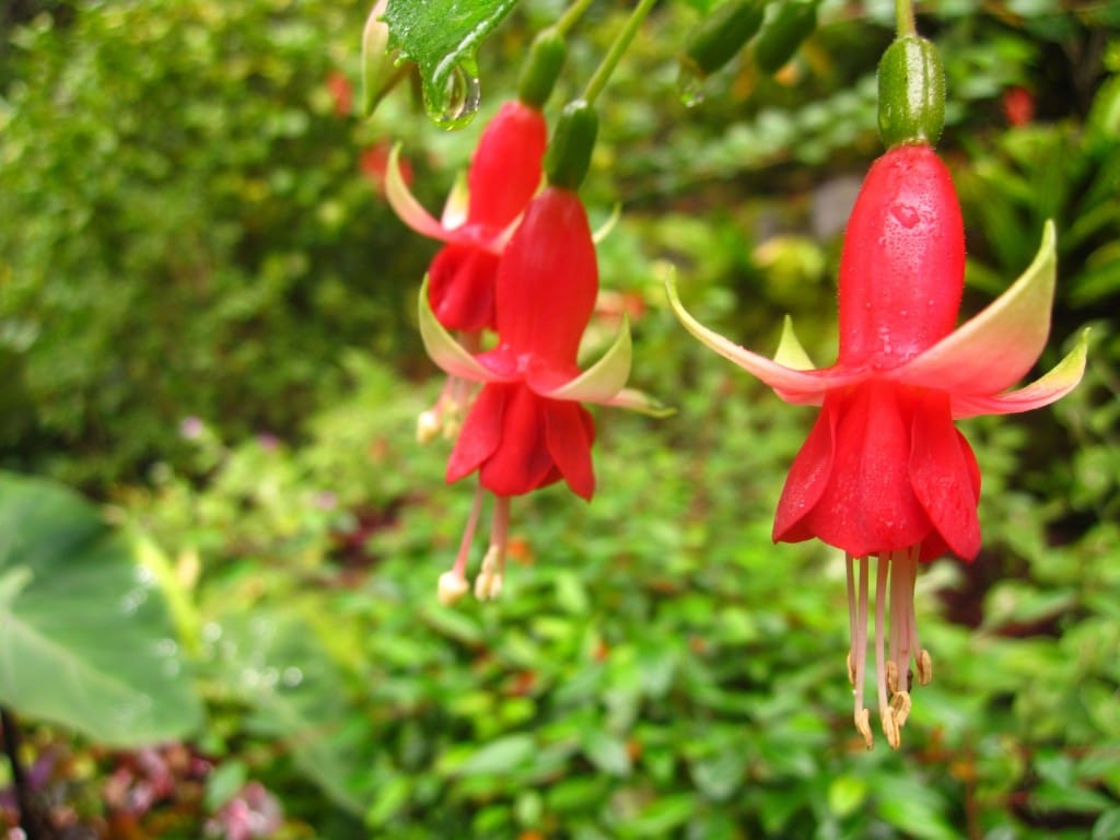 Some hanging flowers