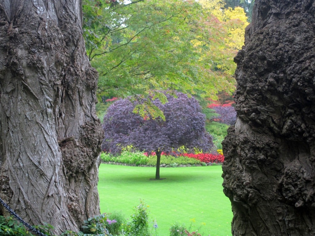 My favourite solitary tree shot from between two giants