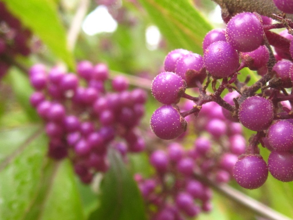 I'm fairly sure these are berries... but then again, I know very little.