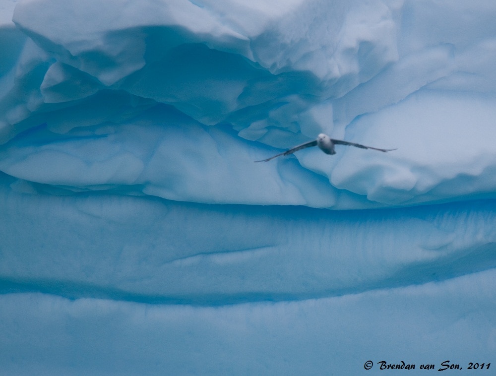 As I was photographing this iceberg a bird flew into my shot.  I would have loved to get him focused, but as it is I think it is really amazing how the bird blends with the ice.