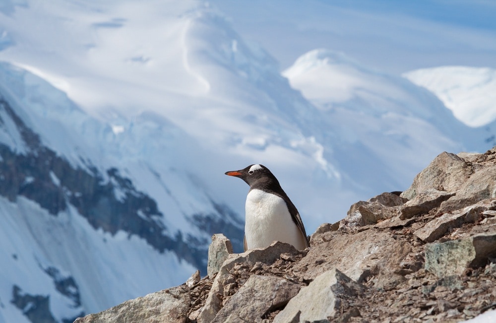 A penguin on a mountain