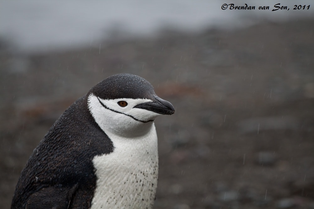 "Rained out" - Penguins are some weird sort of hybrid between dolphins and birds, and they never seemed to mind the rain.  However, at the beach they would stand for hours just cleaning themselves off.