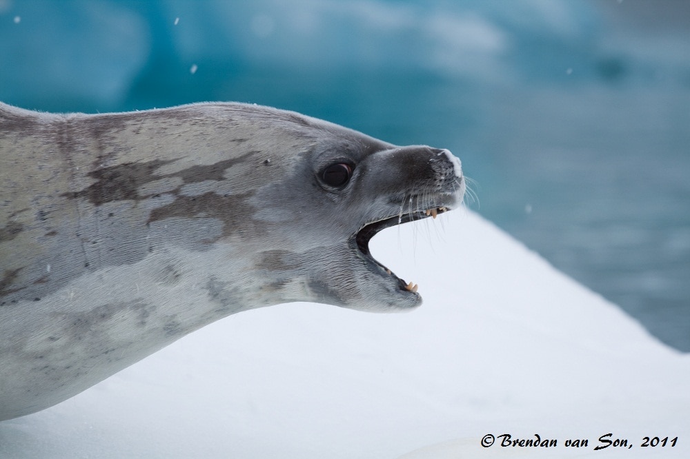 A Leopard Seal yawning