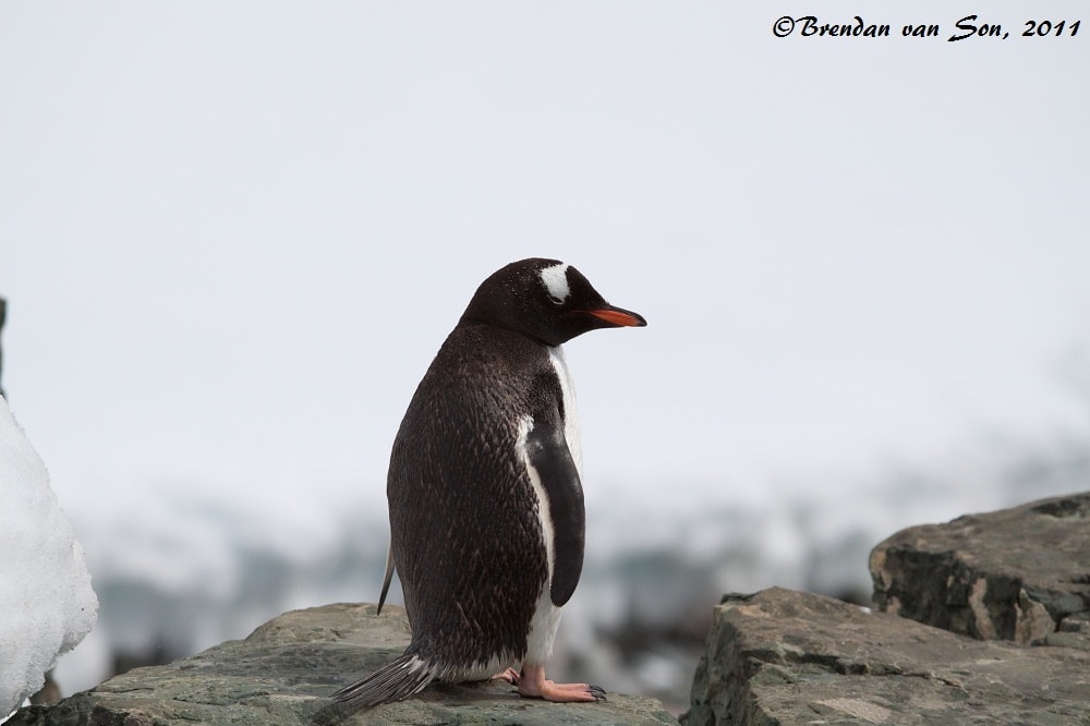 "Walk of Shame" - The reason I started doing the "penguin thoughts" segment was because as I looked back at these pictures I couldn't help but want to put captions over each of their little heads.
