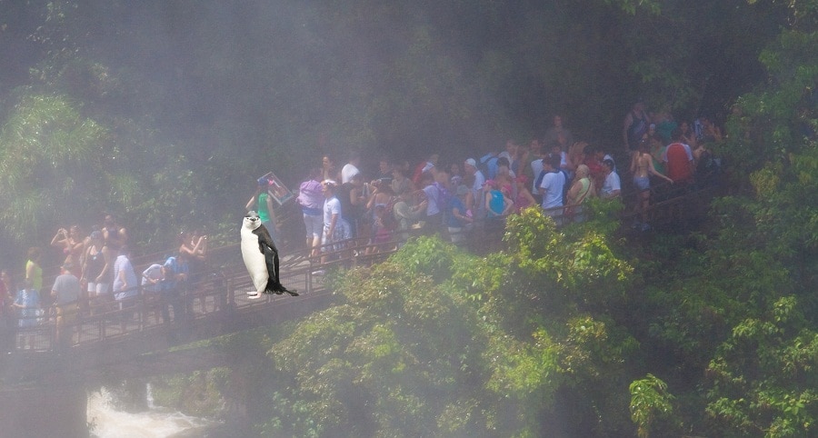 Penguin at Iguazu