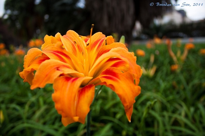 The Flower of Sao Paulo