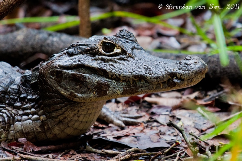 Cayman, Pantanal, Brazil