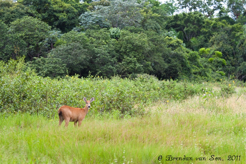 Deer, Pantanal, Brazil