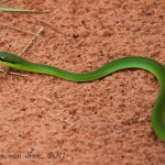 Daily Travel Photo: Green Snake Slither - Cerro Cora National Park