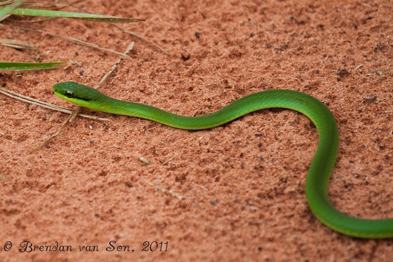 Green Snake, Paraguay