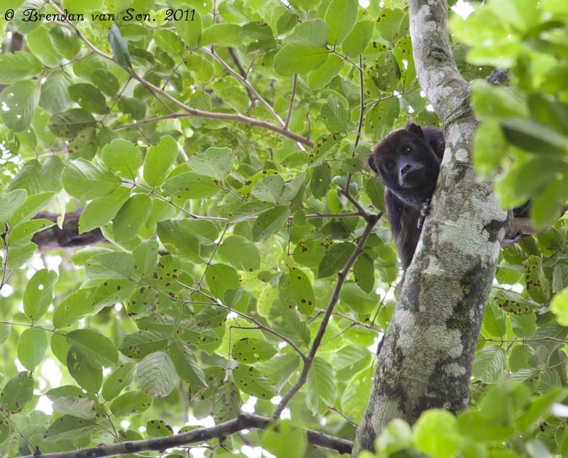 Howler Monkey, Pantanal, Brazil