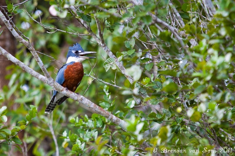 Kingfisher, Bird, Pantanal, Brazil
