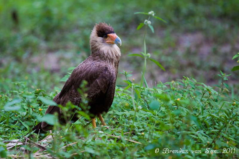 The Wildlife of The Pantanal: A Photo Essay - Brendan van Son Photography