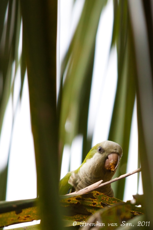 Parrot, Pantanal, Brazil