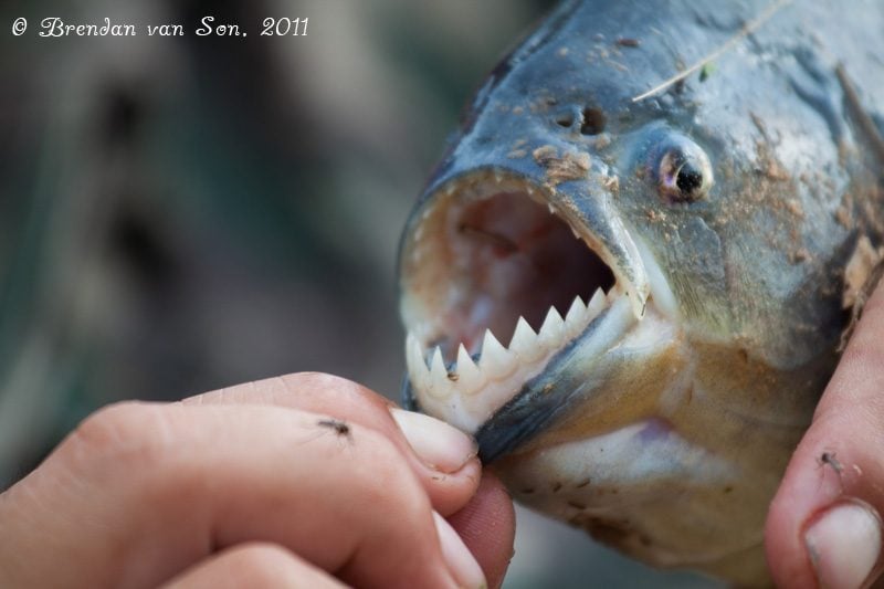 Piranha Fishing: Watch your Fingers! | Brendan's Adventures