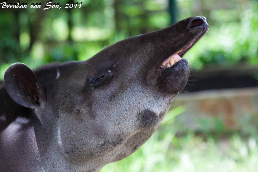 Tapir