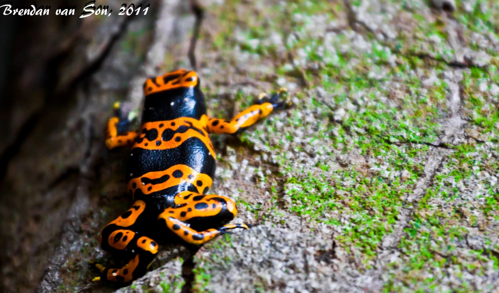 Poison Arrow Dart Frog