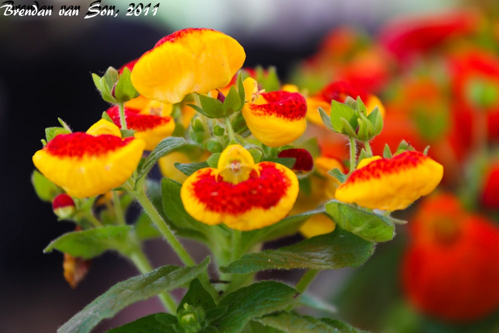 Calceolaria, Pocketbook plant, Lady's purse , Slipper flower#calceolar... |  TikTok