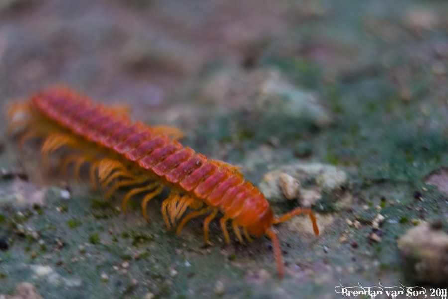 Orange Centipede