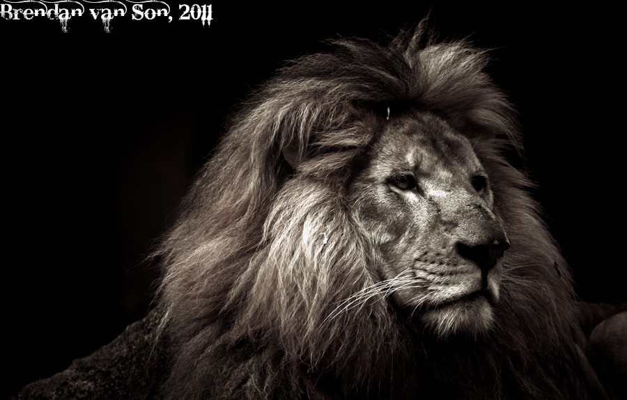 Lion Profile in Black and White