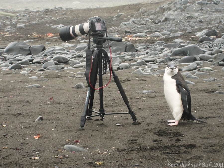 Camera tripod and penguin