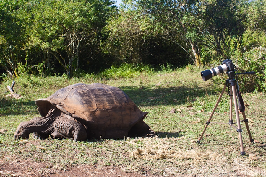 Camera tripod and giant tortoise
