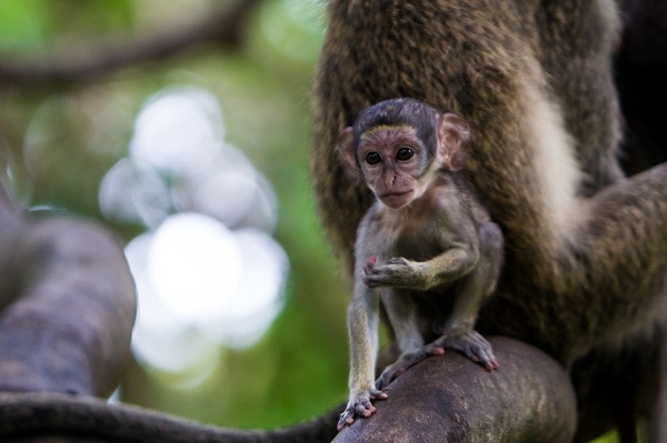 Baby Vervet Monkey in Bijilo Forest Park