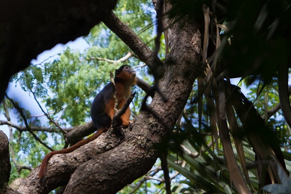 A Red Colobus monkey in Bijilo Forest Park