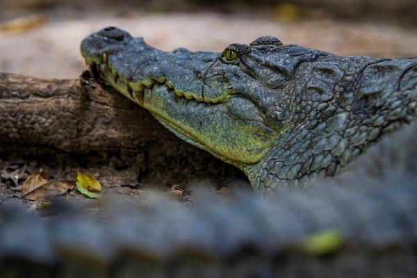 A Nile Crocodile at Kachikally Sacred Crocodile ponds