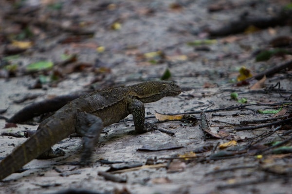 A meter long monitor lizard in Abuko Nature reserve.