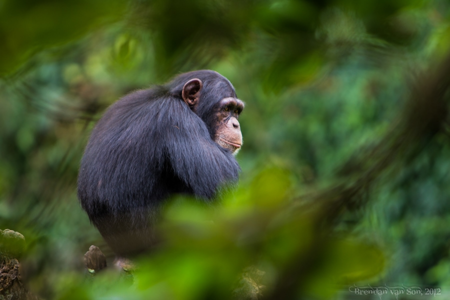Tacugama Chimpanzee Sanctuary Sierra Leone