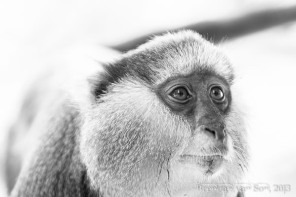 mona monkey, Boabeng-Fiema
