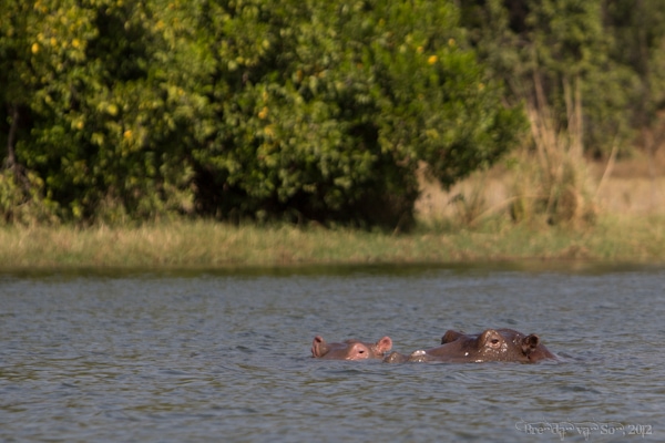 Burkina Faso, hippos