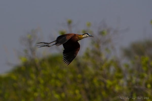 Burkina Faso, bird