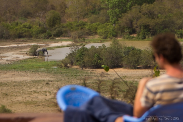 Poolside Elephants at Mole National Park