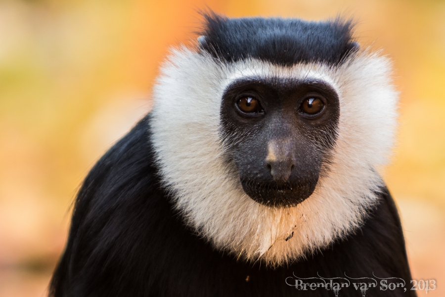 Black and White Colobus Monkey, Boabeng-Fiema