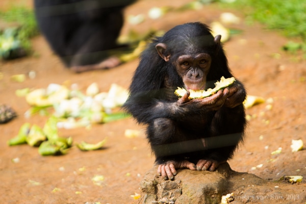 baby chimpanzee 