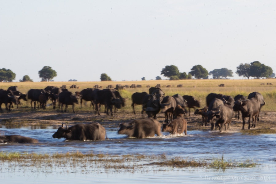 water buffalo, Chobe National Park