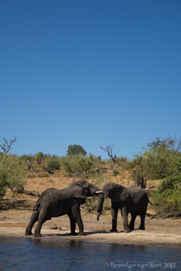 A couple warring male elephants