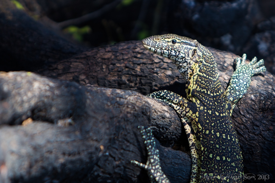 Monitor Lizard, Chobe National Park