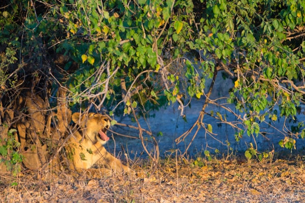 Lioness, Chobe