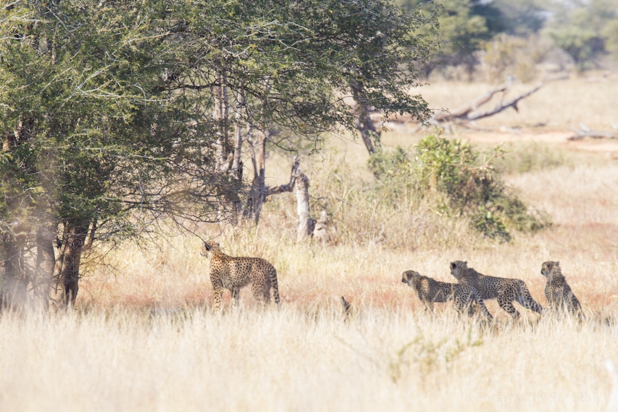 Kruger National Park, Cheetah