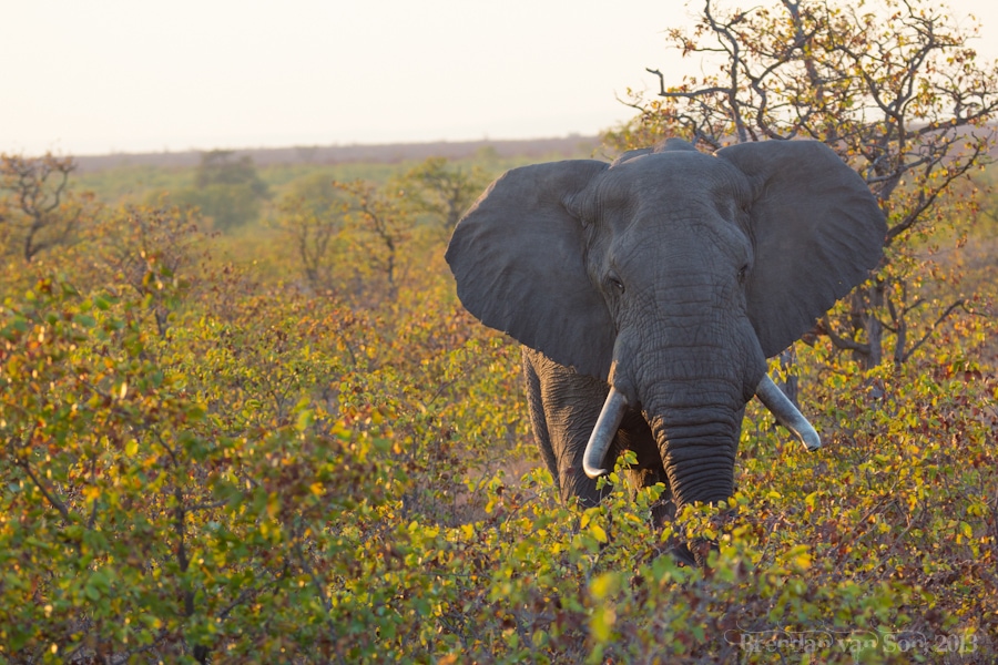 Kruger National Park, Elephant