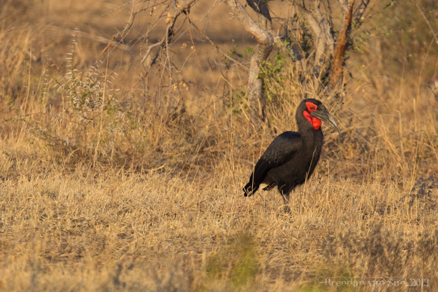 Kruger National Park, Ground Hornbill