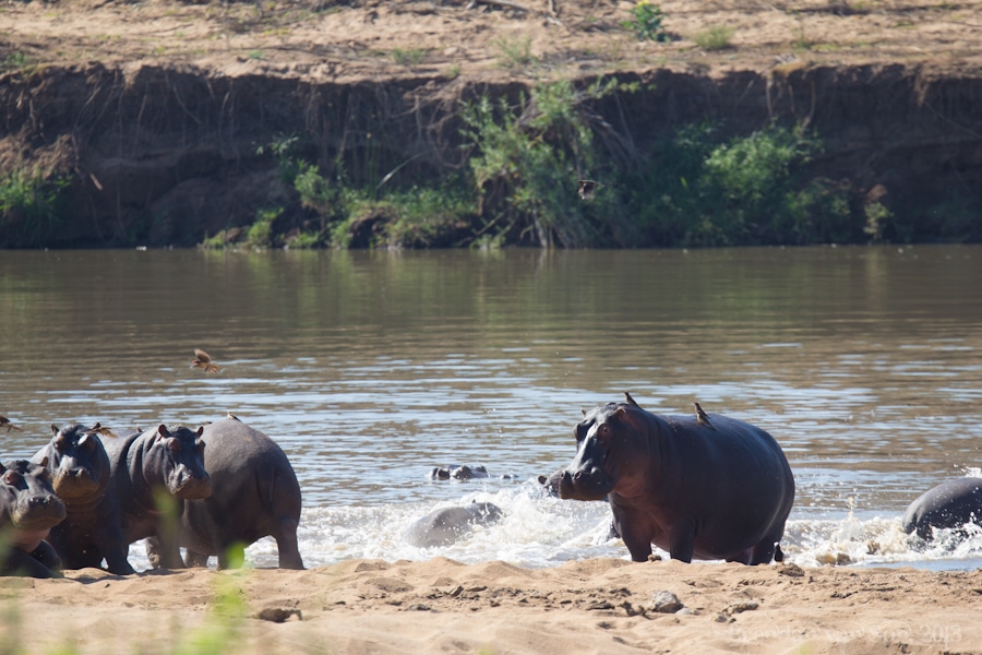 Kruger National Park, Hippo