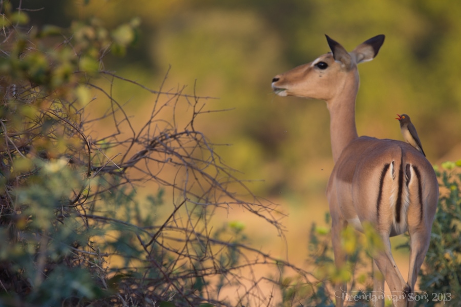 Kruger National Park, Impala