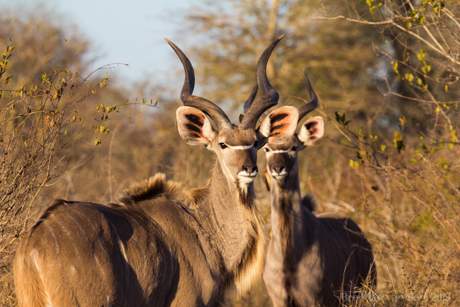 Kruger National Park, Kudu