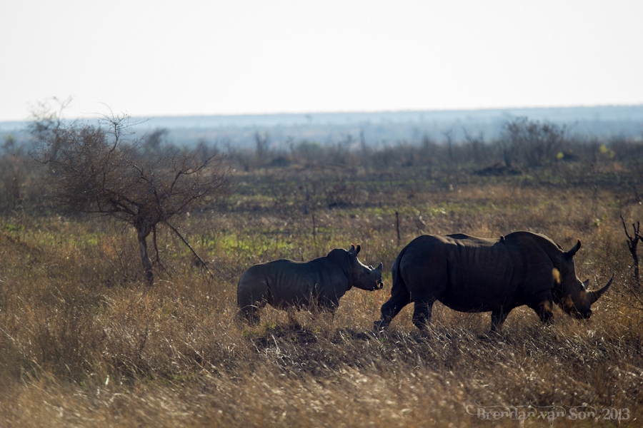 Kruger National Park, Rhino