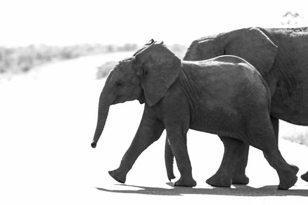 Kruger National Park, elephant